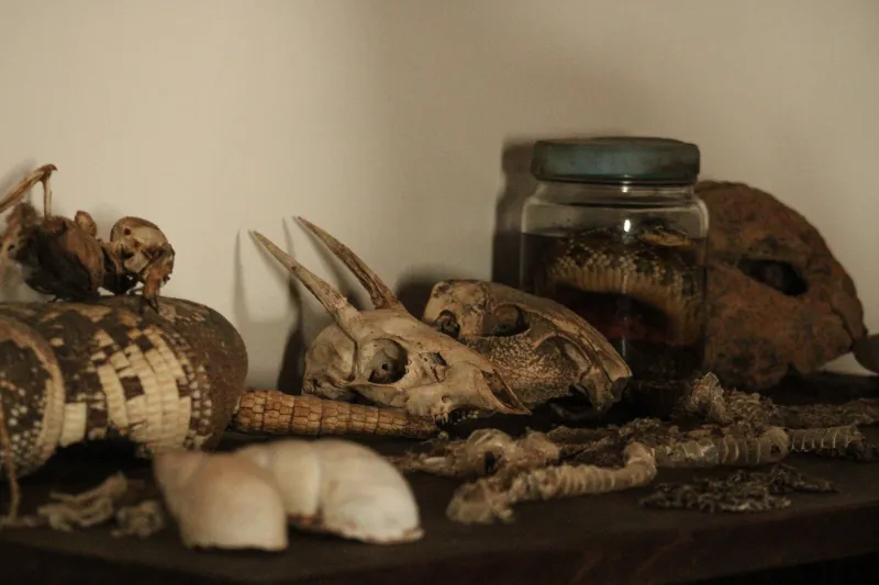 She Left Her Bones to Science — Then Her Bones Hired a Lawyer